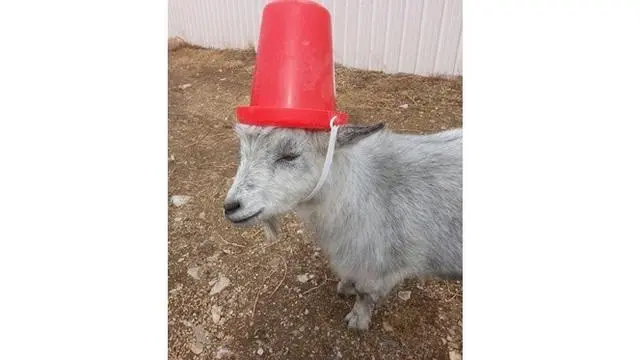 6 Kambing Pakai Helm Ini Curi Perhatian, Siap Diantar Ojek Online