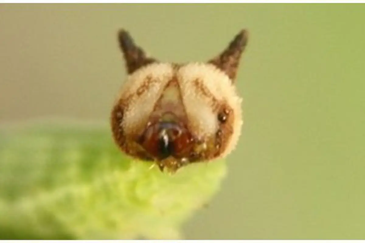 thefeaturedcreature.com