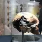 Sebuah tengkorak manusia purba pada pameran Asal Usul Orang Indonesia (ASOI) di Museum Nasional Jakarta, Minggu (3/11/2019). Pameran tersebut menampilkan fase perkembangan manusia Homo Erectus Tipik, Homo Erectus Progresif dan Homo Sapiens. (Liputan6.com/Fery Pradolo)