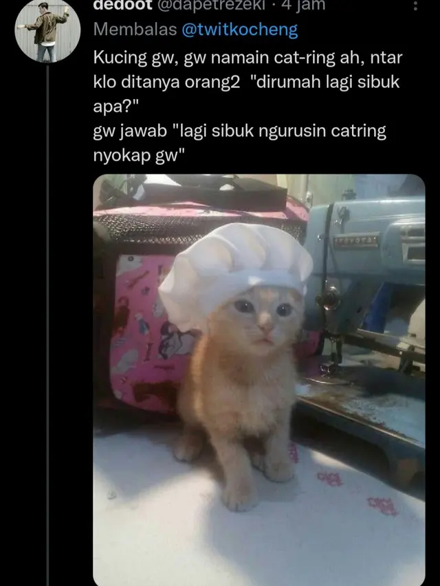 6 Nama Panggilan Kucing Ini Tak Biasa, Kocak Banget