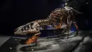 Gambar pada 1 Juni 2018 menunjukkan kerangka dinosaurus Tyrannosaurus Rex berusia 67 juta tahun di Museum Nasional Sejarah Alam Prancis di Paris. Trix akan dipamerkan di museum hingga September mendatang. (AFP/STEPHANE DE SAKUTIN)
