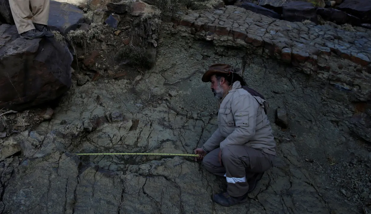  Tim Paleontologi menemukan jejak dinosaurus yang adalah karnivora berkaki dua dengan tinggi sekitar 15 meter di Maragua, Bolivia, 21 Juli 2016. (REUTERS/ David Mercado)