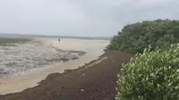 Fenomena Aneh Badai Irma Sedot Pantai di Florida (Screengrab Twitter Jason Biesel)