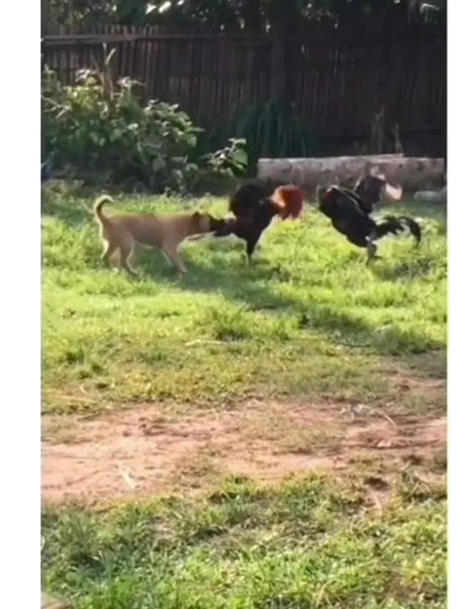 Aksi Anjing Lerai Dua Ayam Jago Sedang Bertarung, Usaha Banget Tarik Ekornya