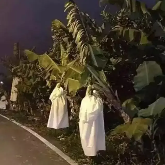 6 Potret Penampakan Nyeleneh di Pohon Pisang Bikin Kaget, Harus Lihat Fokus