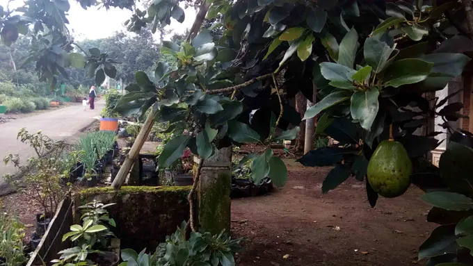 Melancong ke Sentra Alpukat di Lereng Gunung Arjuno