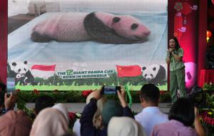 Gambar Satrio Wiratama, yang dijuluki 'Rio', anak panda raksasa pertama yang lahir di Indonesia, ditampilkan di layar selama konferensi pers di Taman Safari Indonesia, Bogor, Jawa Barat, Selasa 6 Januari 2026. Taman Safari Indonesia resmi mengumumkan kelahiran bayi panda raksasa pertama di Indonesia. (AP Photo/Dita Alangkara)