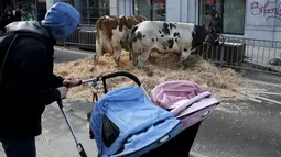 Warga memandangi sapi yang berada dalam kandand dijalan depan Gedung Kementerian Pertanian Uni Eropa, Brussels , Belgia, (14/3). Aksi ini dilakukan oleh petani yang membawa sapi untuk melakukan aksi protes. (REUTERS/Francois Lenoir)