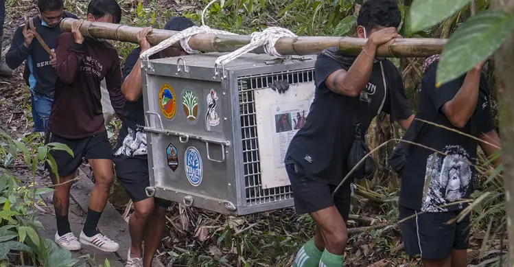 Tim konservasi bersama warga setempat membawa kandang transportasi berisi orangutan yang telah menjalani rehabilitasi di dekat Desa Batu Lapis, Kabupaten Ketapang, Kalimantan Barat, Kamis (29/10/2026). Sebanyak sembilan orangutan berhasil diselamatkan dari kebakaran hutan yang melanda habitat mereka di wilayah Ketapang pada Agustus dan September 2026. Setelah menjalani proses rehabilitasi, orangutan tersebut secara bertahap dilepasliarkan kembali ke habitat alaminya. Salah satunya adalah seekor induk orangutan bersama anaknya yang langsung memanjat pepohonan dan menghilang di antara rimbunnya kanopi hutan setelah kandang dibuka. (Ilham Pratama/AFP)