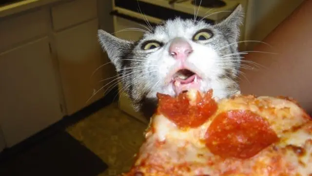 6 Tingkah Kucing Suka dengan Pizza Ini Bikin Pemelihara Tepuk Jidat