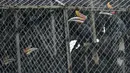 Burung rangkong badak koleksi Taman Safari Gurun Putih Lestari di Jantho, Aceh Besar, Aceh pada 27 Oktober 2019. Taman edukasi faura dan fauna dengan luas 60 hektare ini memiliki ratusan jenis satwa dan tanaman bunga dari berbagai daerah di Indonesia maupun mancanegara. (CHAIDEER MAHYUDDIN / AFP)