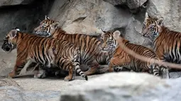 Empat harimau Sumatra muda berjalan di kandangnya di kebun binatang di Berlin, Jerman (22/11). Total empat anak Harimau Sumatera lahir pada 4 Agustus 2018, diberi nama Oscar, Willi, Seri dan Kiara. (AP Photo/Michael Sohn)