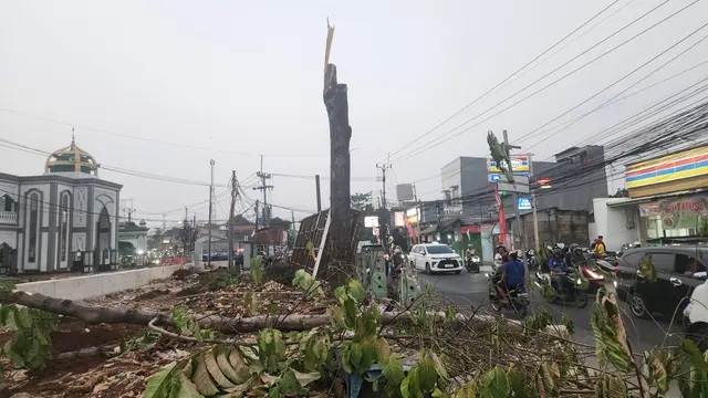 Pekerja Penebang Pohon Pelebaran Jalan Pemkot Depok Kritis Terjatuh Dari Ketinggian Tujuh Meter