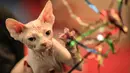 Seekor kucing Sphynx meraih mainannya saat mengikuti kompetisi kecantikan kucing internasional di Bucharest, Rumania (14/4). Lebih dari 250 kucing berpartisipasi dalam kompetisi ini. (AP/Vadim Ghirda)