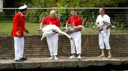 Petugas melepaskan seekor angsa usai sensus tahunan angsa Ratu Elizabeth yang dikenal sebagai 'Swan Upping' di Sungai Thames, dekat London, Senin (15/7/2019). Selama lima hari mereka menangkap, menandai, dan melepaskan setiap keluarga angsa dengan anaknya. (Tolga Akmen/AFP)