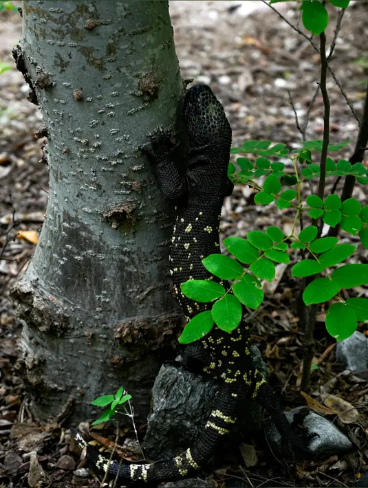 Seekor Heloderma (Horridum harlesborgerti), kadal endemik yang terancam punah, terlihat di Taman Regional Kota Niño Dormido, Cabanas, Guatemala, 11 Juli 2022. Niño Dormido (Anak yang tertidur) adalah salah satu nama reptil yang dikenal. (Johan ORDONEZ/AFP)