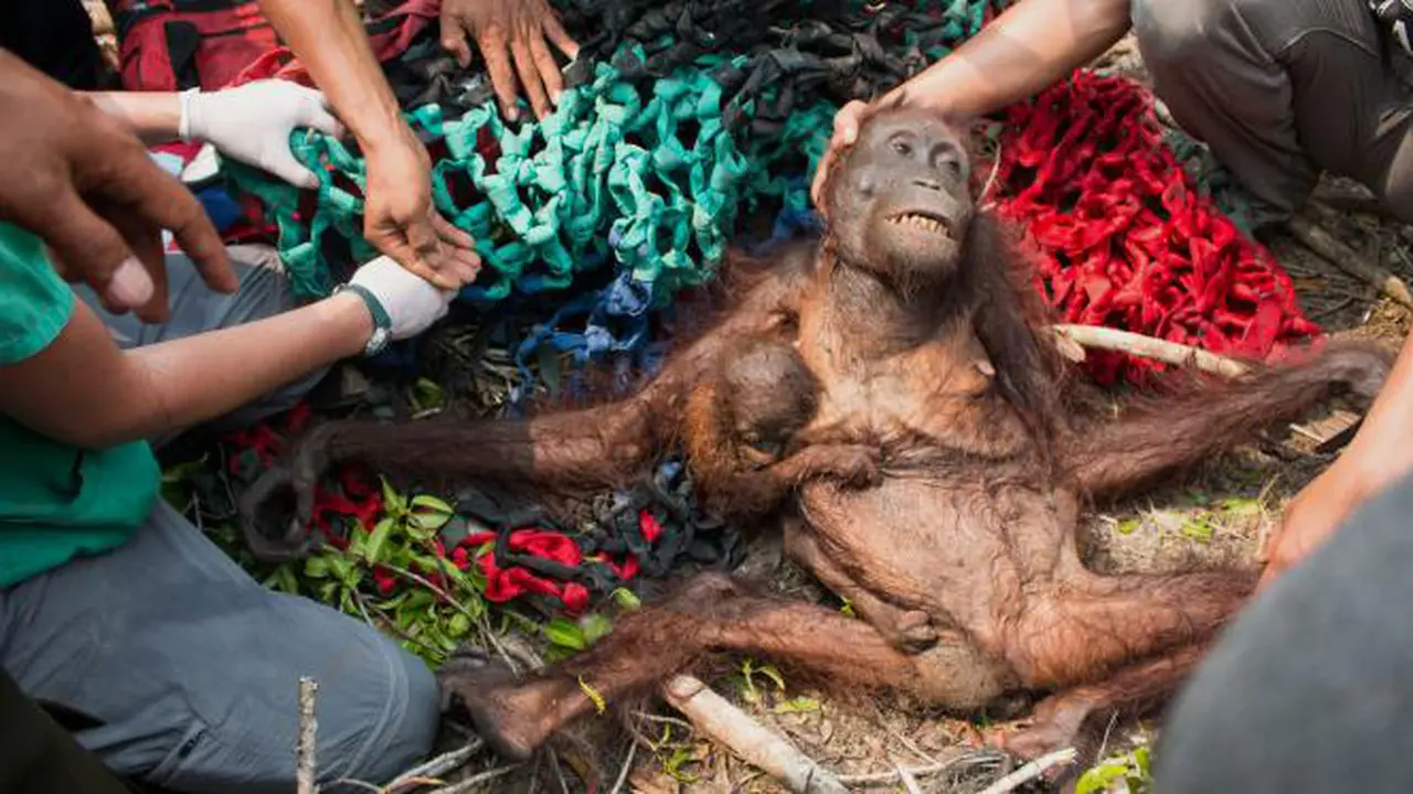 Tragis! Orangutan di Kalimantan, Gizi Buruk dan Dibenci Penduduk