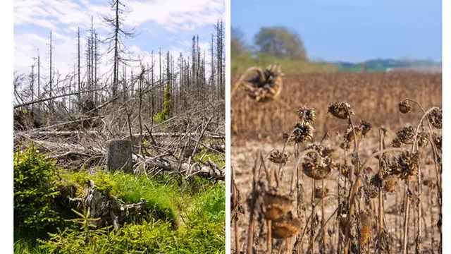 7 Dampak Jika Hutan Amazon Terbakar Sepenuhnya, 80% Sumber Makanan Dunia Punah