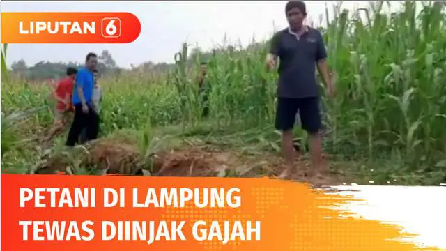 Warga Desa Tegalyoso, Kecamatan Purbolinggo, Lampung Timur, yang tewas terinjak gajah dimakamkan. Dalam setahun terakhir, sudah empat warga Lampung tewas akibat amukan gajah dari Taman Nasional Way Kambas.