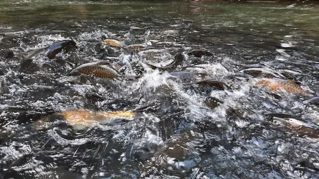 Ikan banyak di Limapuluh Kota. (Kemenparekraf)