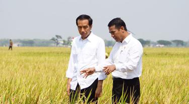 Menteri Pertanian (Mentan) Andi Amran Sulaiman mendampingi Presiden RI Joko Widodo (Jokowi) melakukan panen raya padi di Desa Sonorejo, Kecamatan Sukoharjo, Kabupaten Sukoharjo, Jawa Tengah.