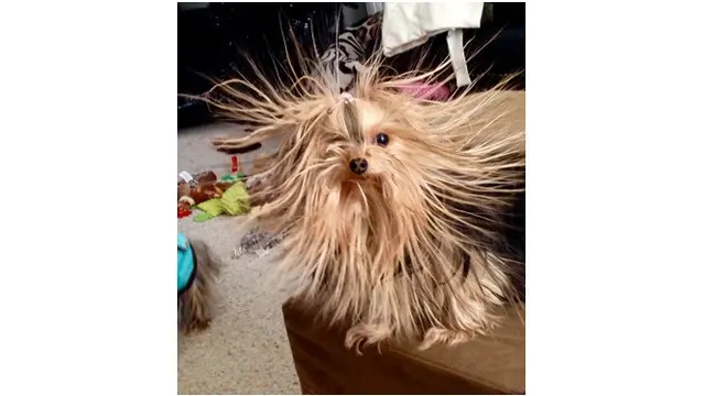 Tak Hanya Manusia, 7 Hewan Ini Juga Alami Bad Hair day