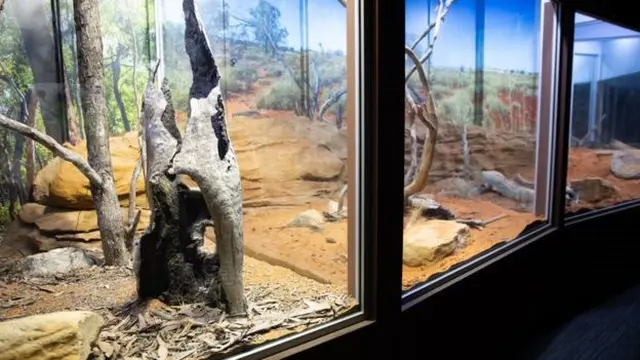 Kebun binatang baru sydney ini mengatakan kesejahteraan hewan menjadi pertimbangan utama.