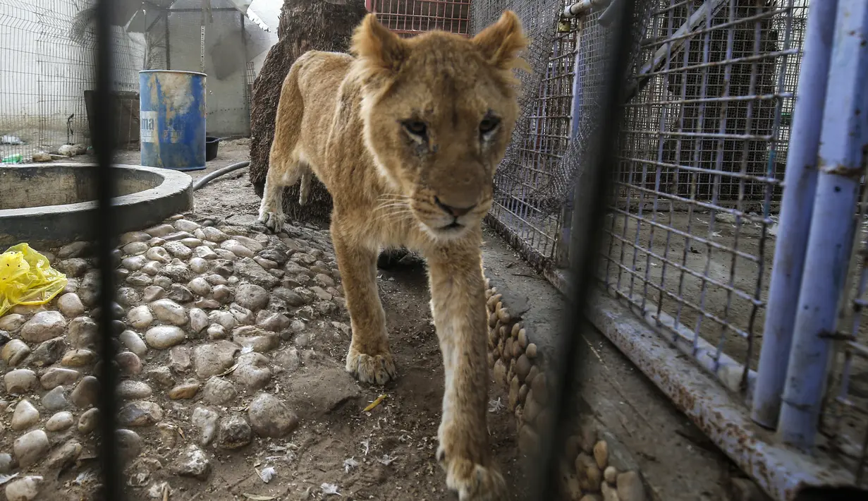 Seekor singa yang kekurangan gizi saat akan dievakuasi dari kebun binatang di Rafah, Jalur Gaza, Palestina, Minggu (7/4). Puluhan hewan dari kebun binatang di Gaza dievakuasi dalam kondisi 'menyedihkan'. (SAID KHATIB/AFP)