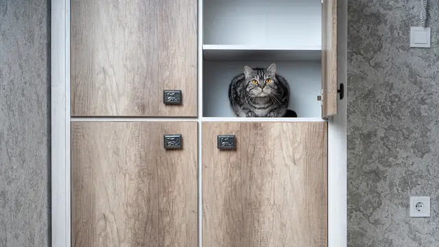 3 Tempat Favorit Kucing Pemalu