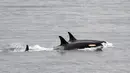 Paus pembunuh J35 (depan) berenang dengan kelompoknya dekat San Juan, Pulau di Washington, Alaska, Amerika Serikat, Sabtu (11/8). J35 terlihat berenang mengejar sekelompok salmon dan tak lagi membawa bayinya yang mati. (Center for Whale Research via AP)
