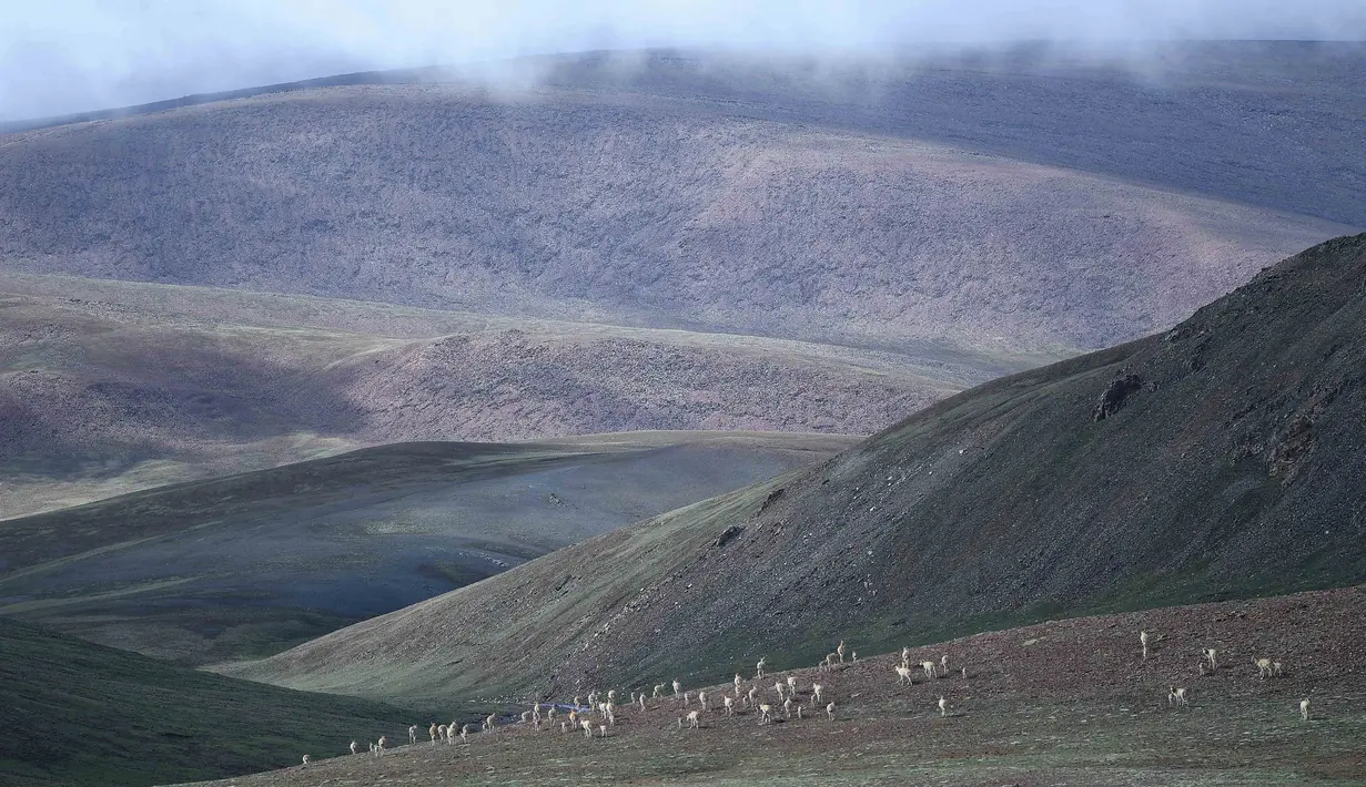 Kawanan antelop Tibet di dekat Danau Zonag di cagar alam nasional Hoh Xil, Provinsi Qinghai, China barat laut (14/7/2020). Antelop Tibet kebanyakan ditemukan di Daerah Otonom Tibet, Provinsi Qinghai, dan Daerah Otonom Uighur Xinjiang. (Xinhua/Zhang Long)