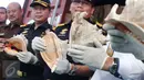 Petugas memperlihatkan fosil satwa dilindungi jenis kerang kepala kambing yang diamankan di Tanjung Priok, Jakarta, Kamis (18/2). Para pelaku menyelundupkan cangkang tersebut dalam kontainer melalui pelabuhan Tanjung Priok. (Liputan6.com/Angga Yuniar)