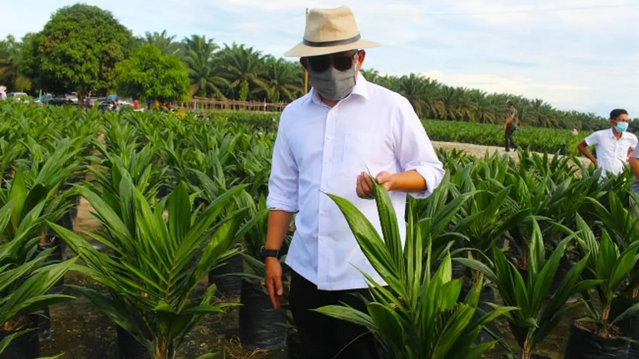 CEO PTPN V Jatmiko K Santosa meninjau salah satu lokasi pembibitan sawit unggul PTPN V yang kini dijual secara online.
