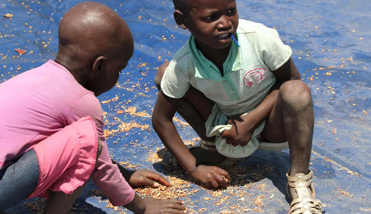 Anak-anak mengumpulkan biji gandum yang tercecer saat distribusi bantuan makanan di Chiredzi Mupinga, Zimbabwe, Selasa (6/10). Puluhan juta orang di sub-Sahara Afrika terancam kelaparan akibat siklus El Nino mencapai puncaknya.(REUTERS/Philimon Bulawayo)