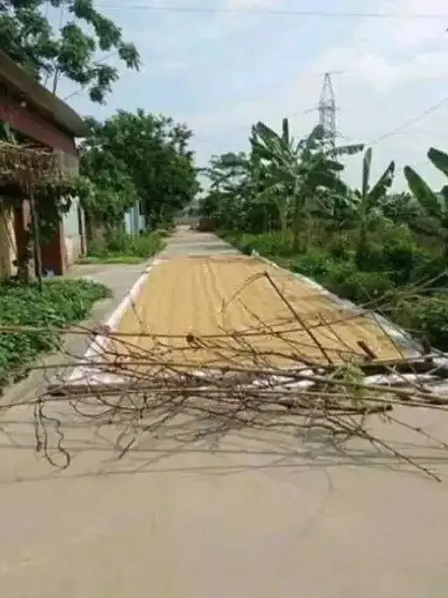 Kumpulan Potret Padi Dijemur di Tengah Jalan, Kendaraan Bermotor Jadi Sulit Melintas (ist)