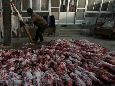 Seorang wanita saat melepaskan bulu rubah dari badannya di desa Nanzhuang, Cina, (11/12). Sebagian besar penduduk desa ini menggunakan Rubah, Anjing dan hewan lainnya untuk diperjualbelikan bulunya. (REUTERS/William Hong)