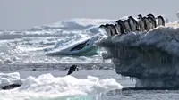 Dua ekor penguin melompat ke dalam laut di Pulau Heroina, Danger Islands, Antartika (2/3). (Rachael Herman / Stony Brook University / AFP)