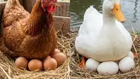 8 Perbandingan Ternak Ayam dan Bebek Petelur, Mana yang Lebih Menguntungkan?