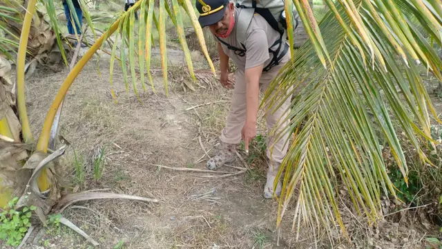 Kawanan Gajah Sumatra Rusak dan Makan Tanaman Padi Warga di Muba