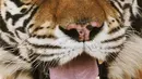 Kondisi mata harimau Bengal yang juling sebelum dioperasi di Rumah Sakit Universitas Kedokteran Hewan, Sydney, Australia, Rabu (16/11). (AFP Photo/Toby Zerna)