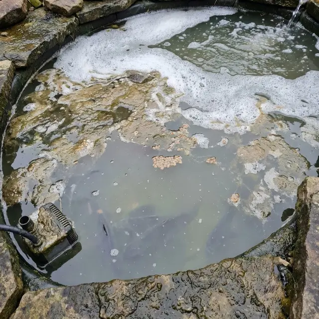 Cara Menghilangkan Lendir di Kolam Ikan