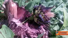 Citizen6, Sulawesi Selatan: Seorang warga Telaga, Kecamatan Enrekang, menemukan sebatang pohon pisang yang telah mati namun dapat menghasilkan buah pisang. (Pengirim: Rudy)
