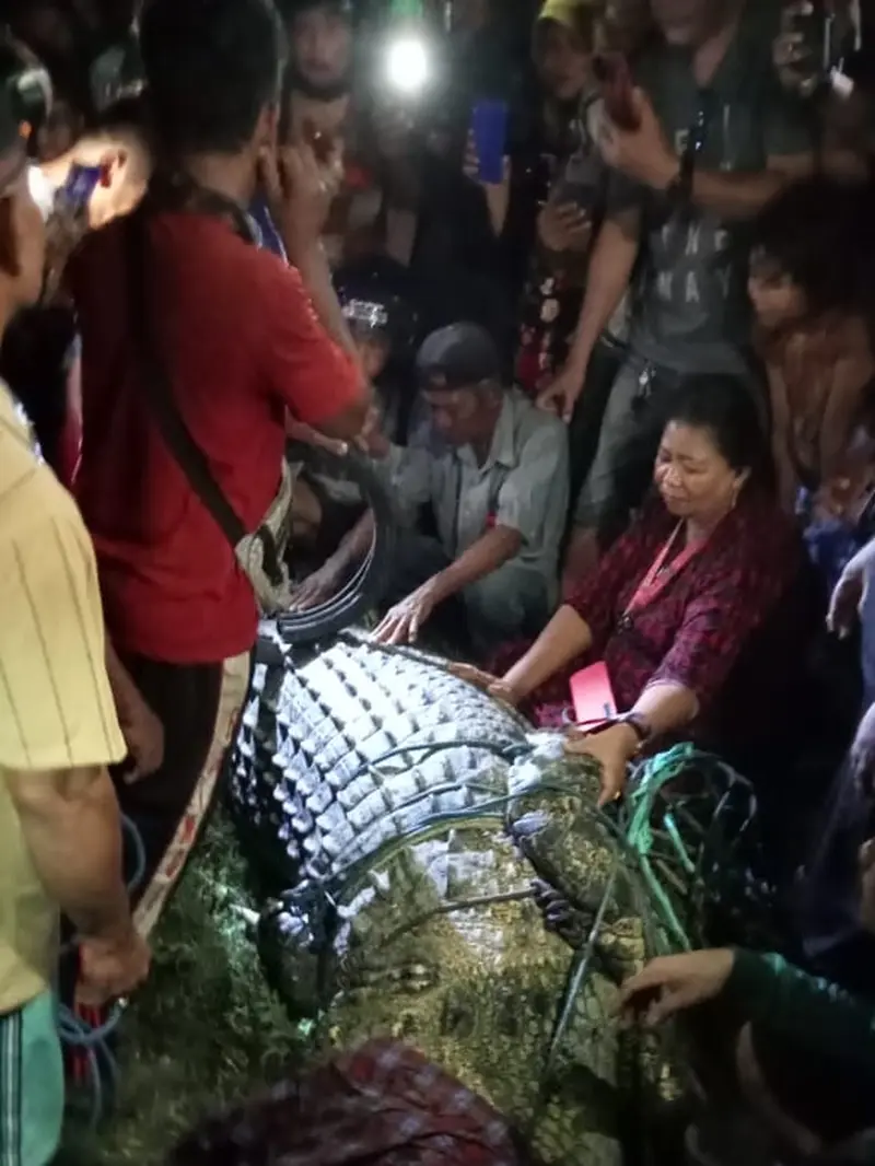 Penyelamatan buaya berkalung ban di Palu. (Foto: Liputan6.com/Heri Susanto)