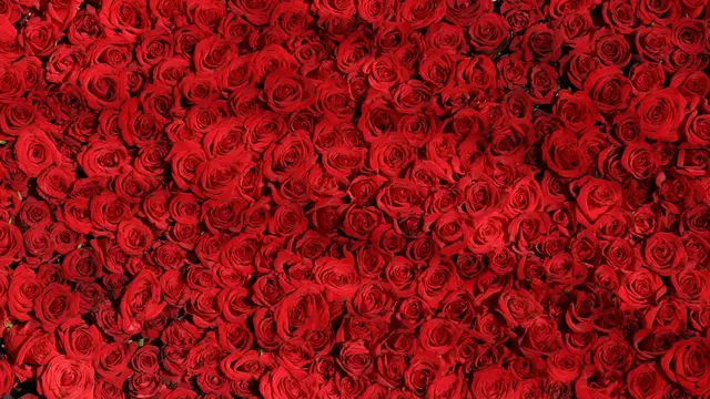 Ilustrasi Mawar Merah