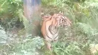 Harimau Sumatra yang muncul di pipa minyak PT BOB Kabupaten Siak yang berada di Taman Nasional Zambrud. (Liputan6.com/Istimewa/M Syukur)