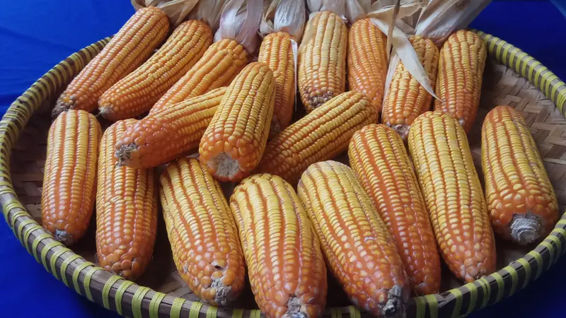 Petani Kabupaten OKI Olah Gabah Jagung Cegah Kebakaran Hutan dan Lahan