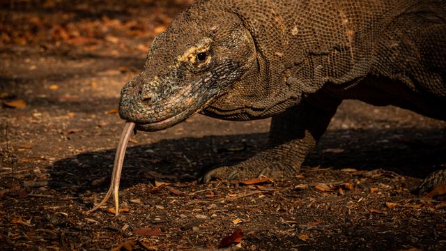 Ilustrasi hewan komodo