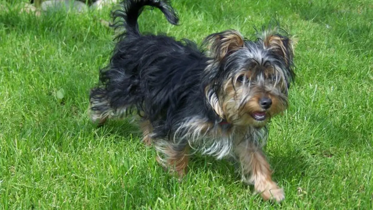 Ilustrasi Yorkshire Terrier