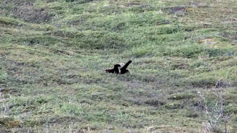 Mengintip Beruang Grizzly Sedang Riang Gembira