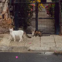 Ilustrasi kucing jalanan/Copyright pexels/NO NAME